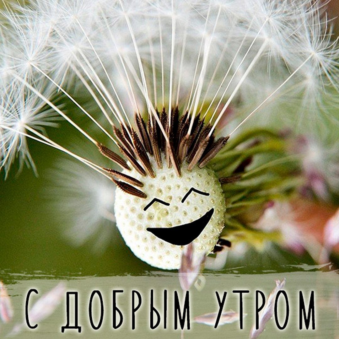 Утренний приветик