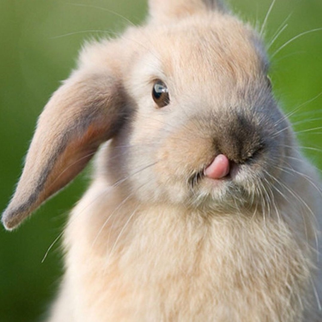 Хвостик зайки