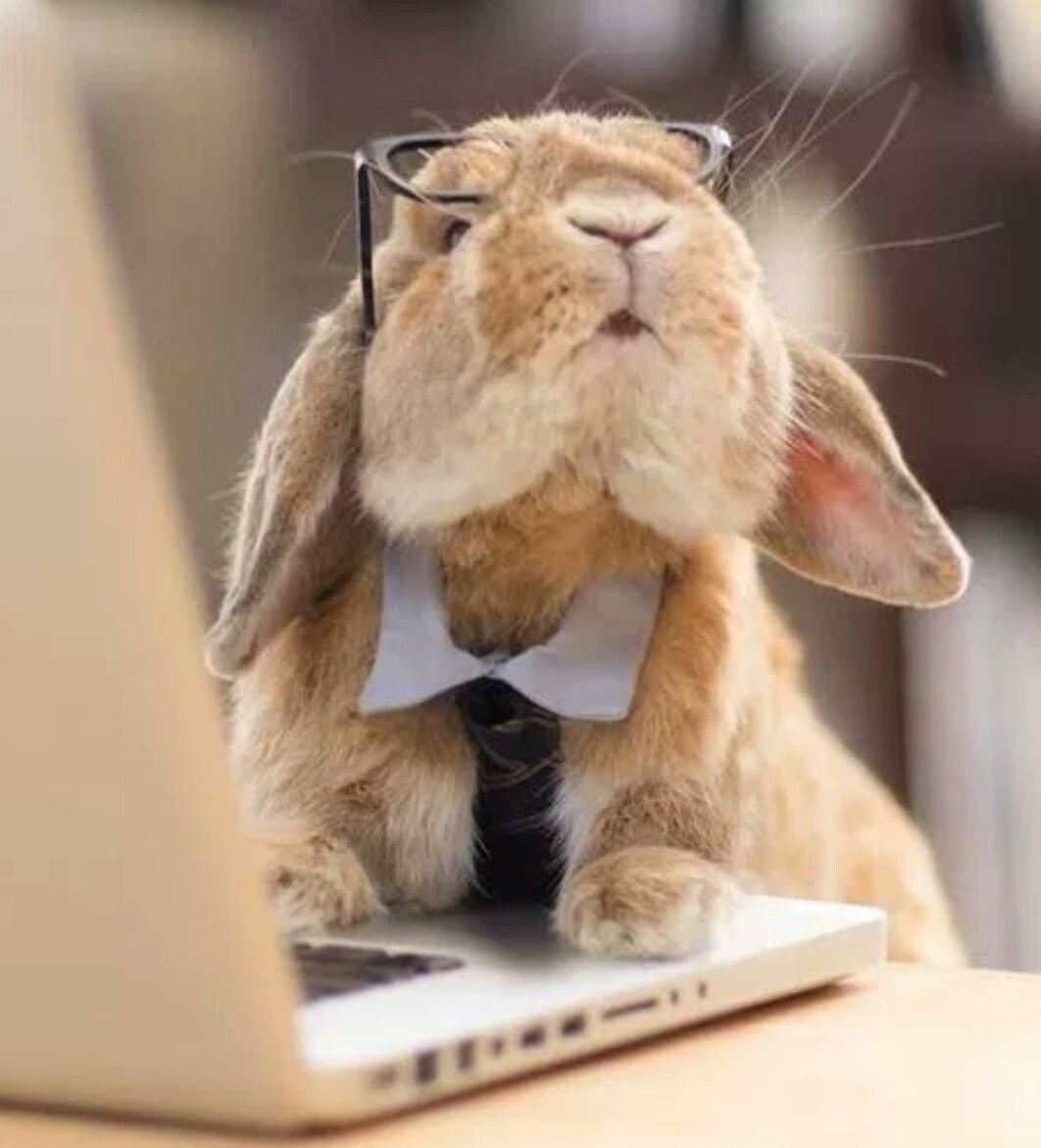 Кролик за компьютером