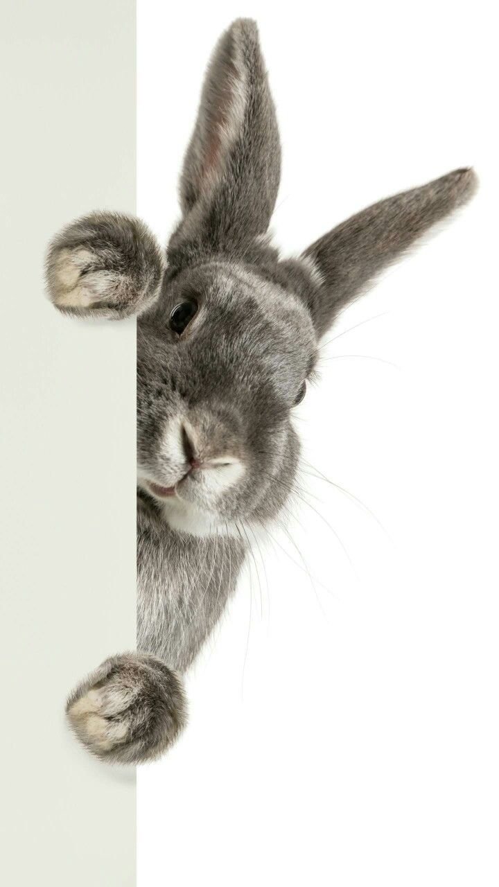 Белый кролик