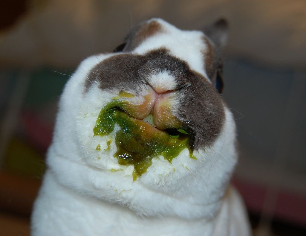 Кролик прикол