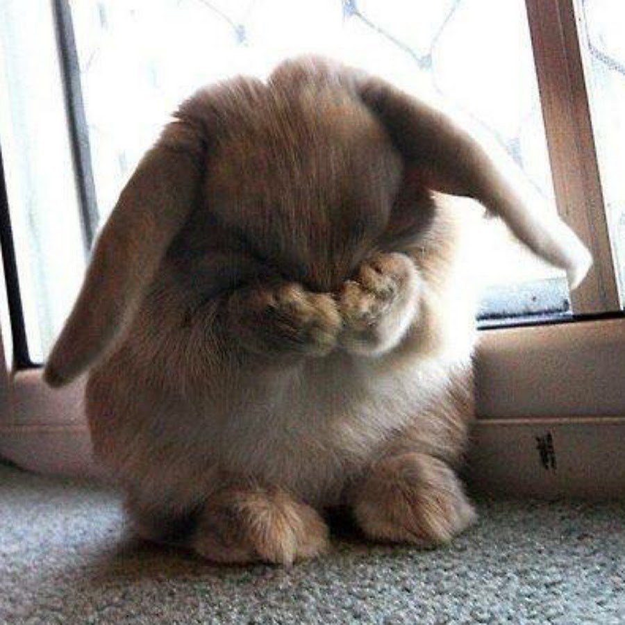 Зайка плачет