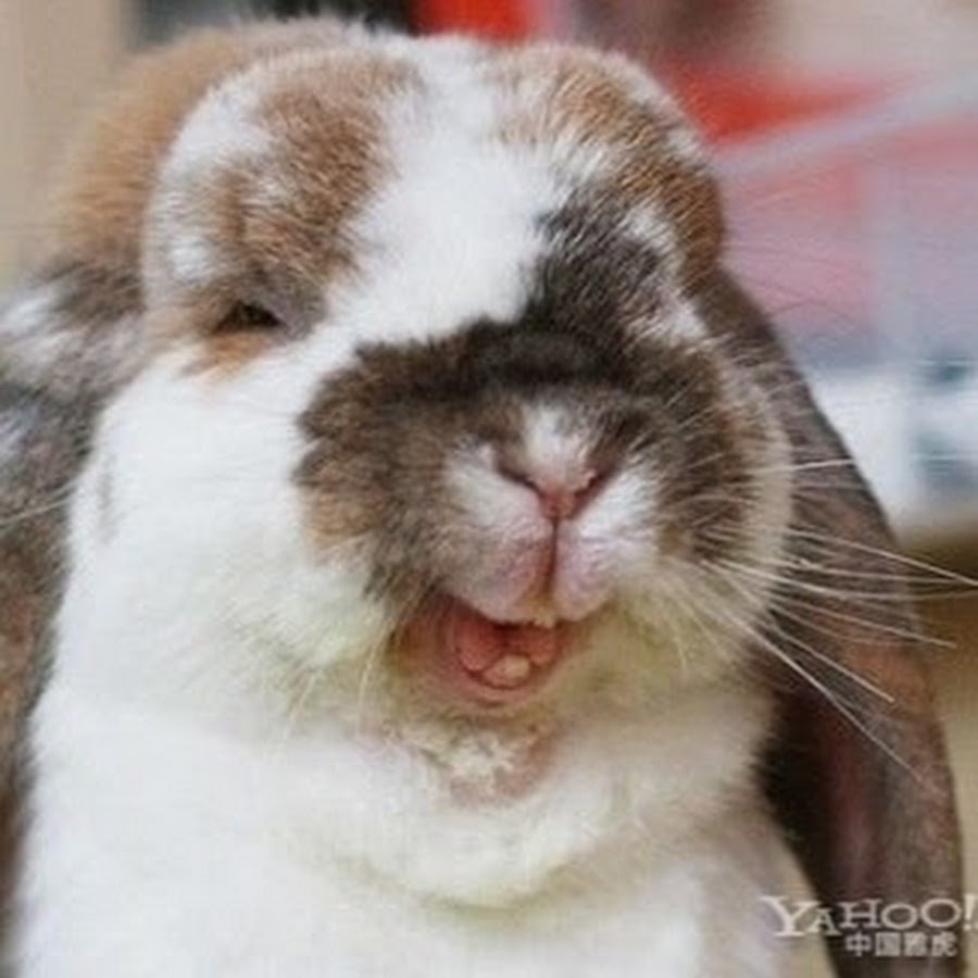 Зайчик улыбается