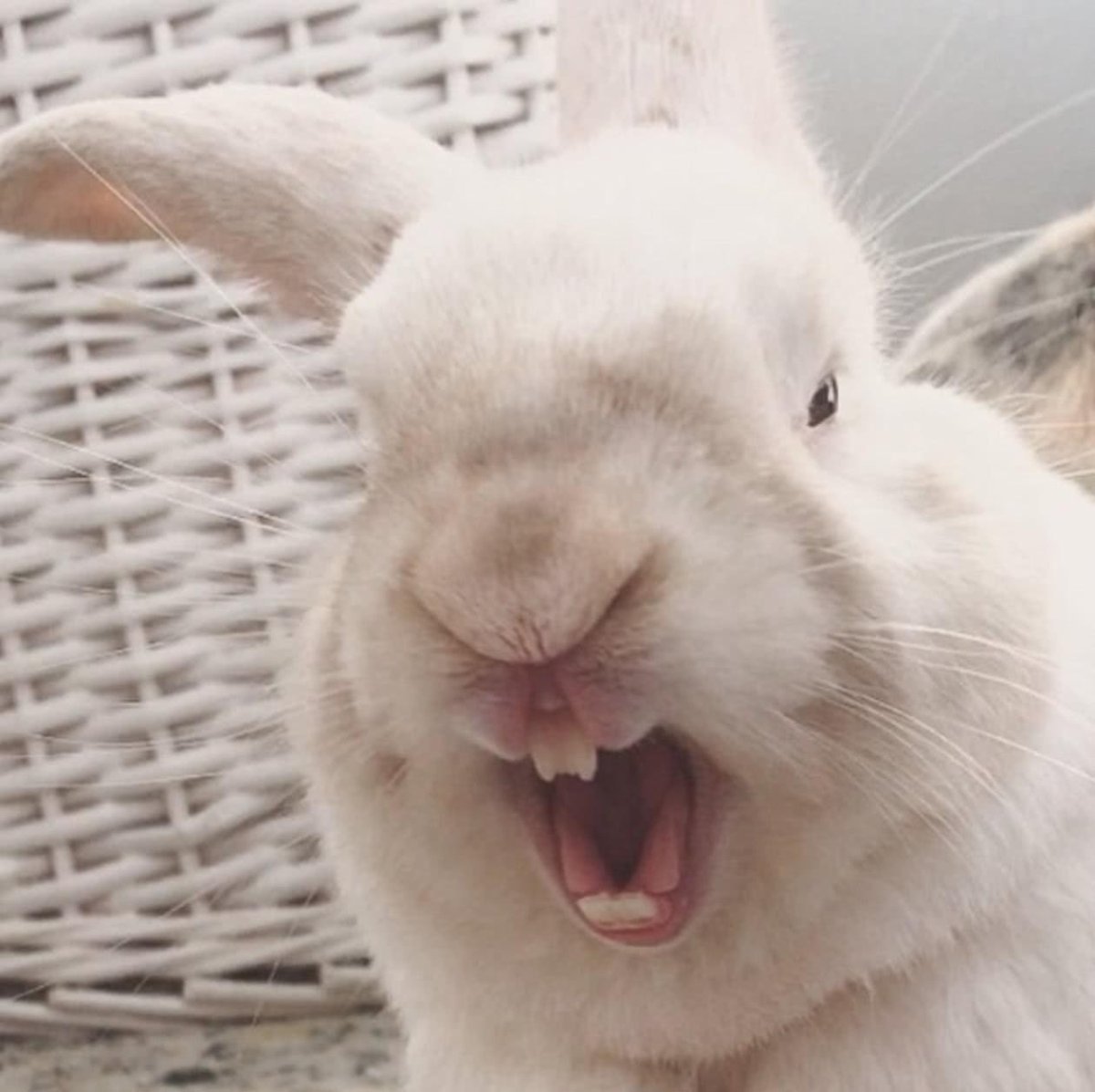 Саня животное