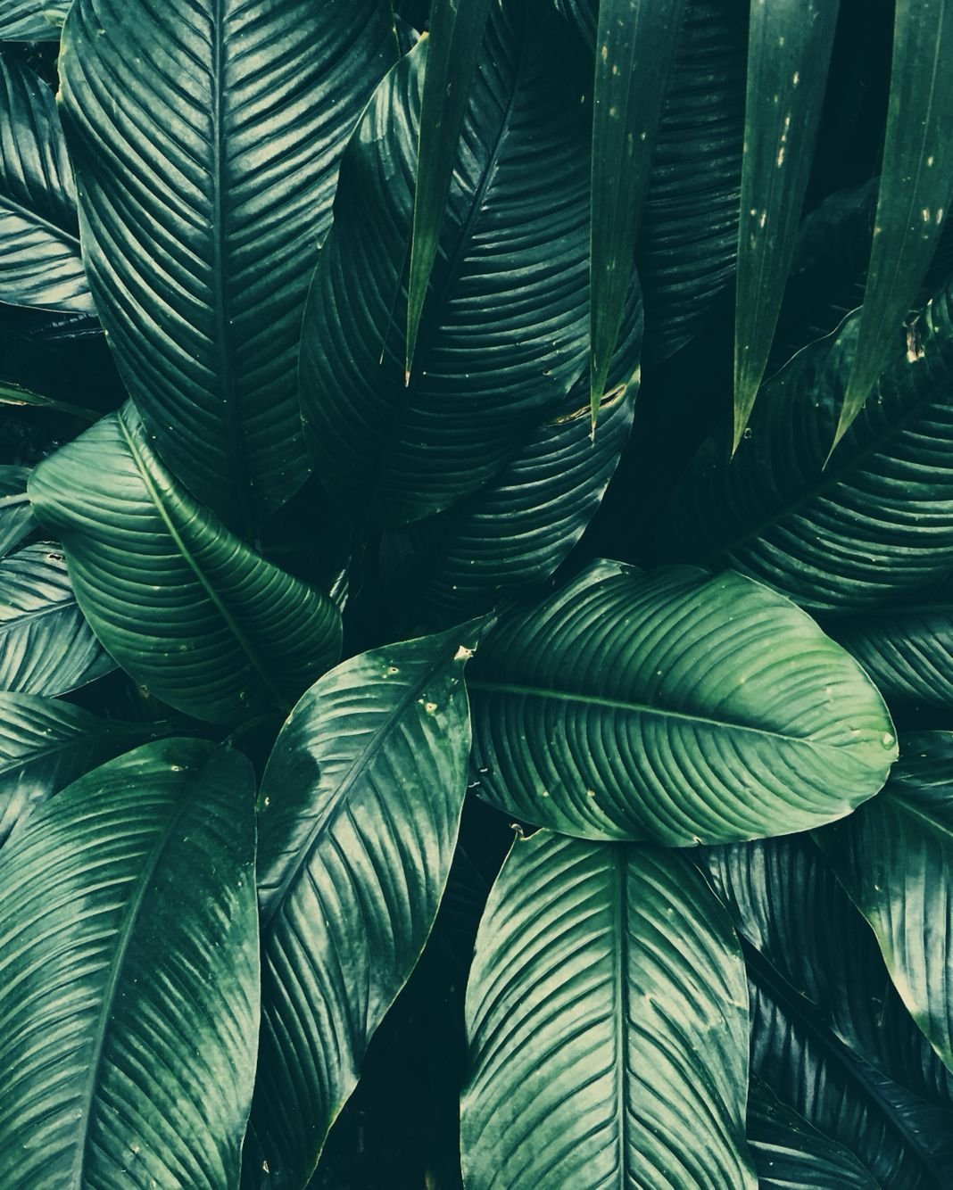 Тропические листья Пинтерест