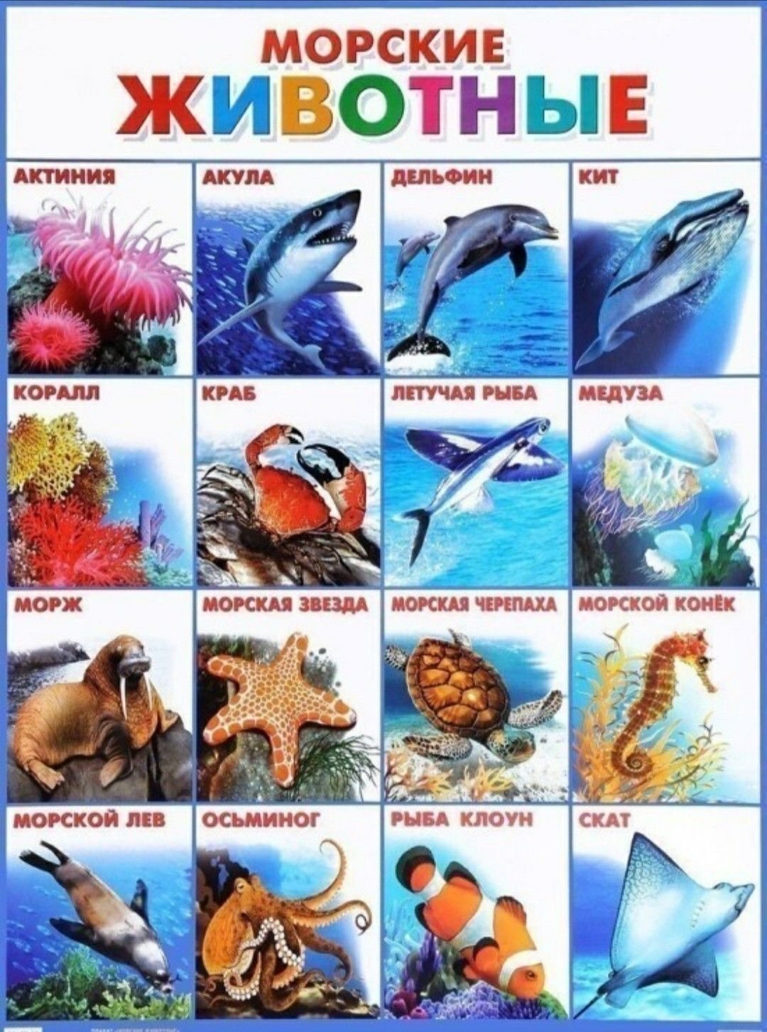 Тени морских обитателей для детей