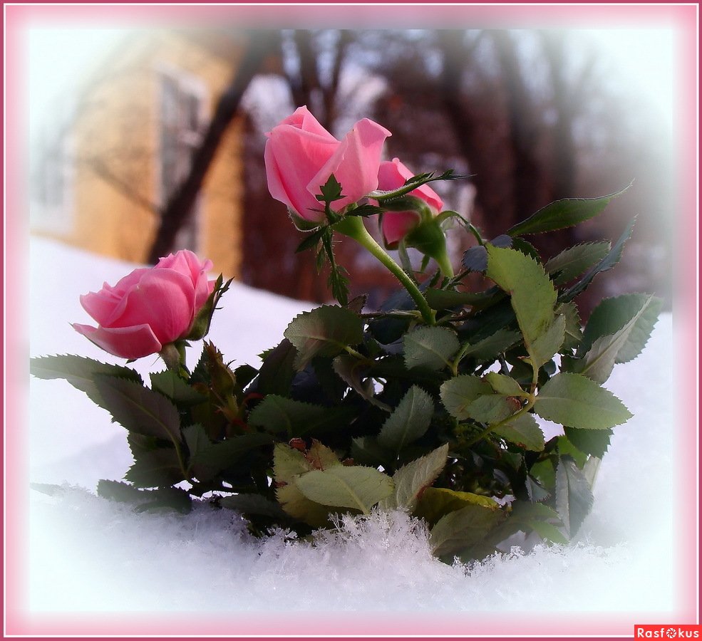 Вечерние зимние цветы