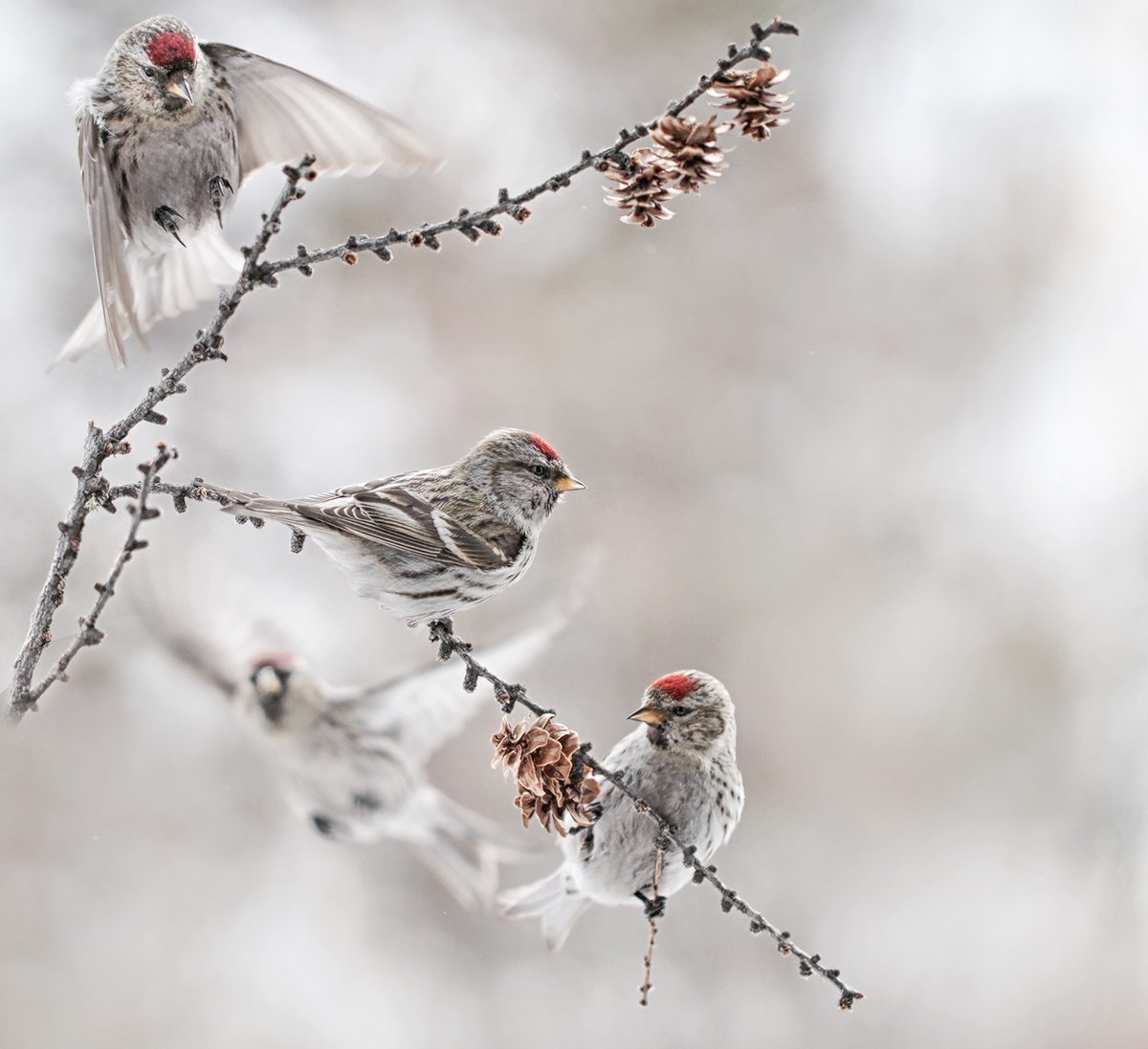 Благословений в зимний день