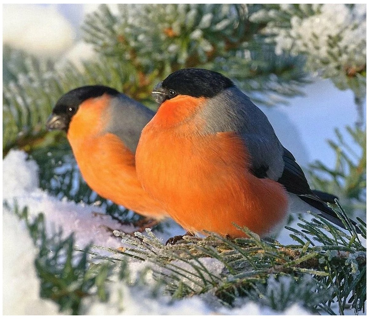 Снегирь красногрудый красавец