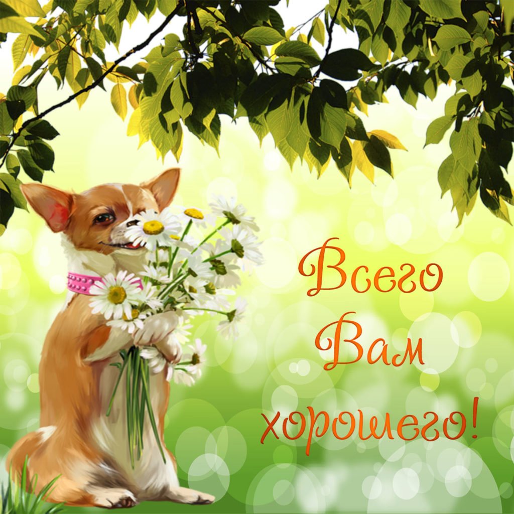 Пожелания хорошего дня с собачками