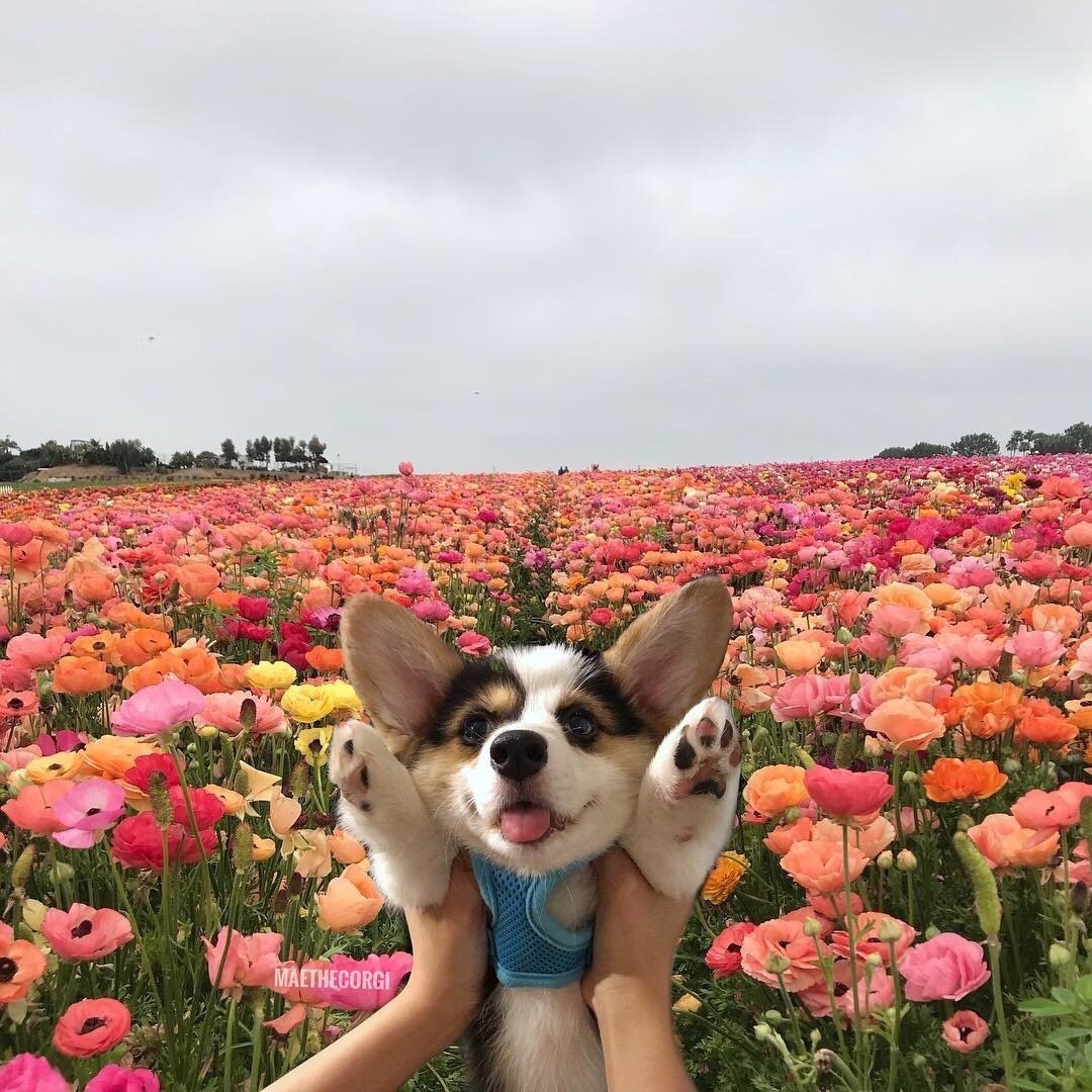 Корги в цветах