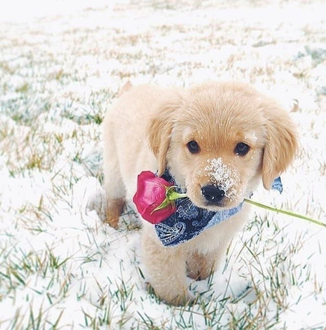 Забавный щенок