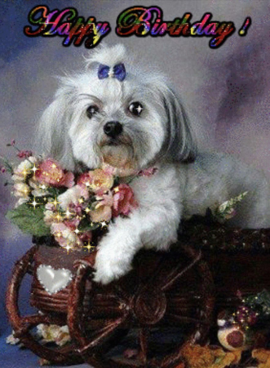 Открытка «собачки»