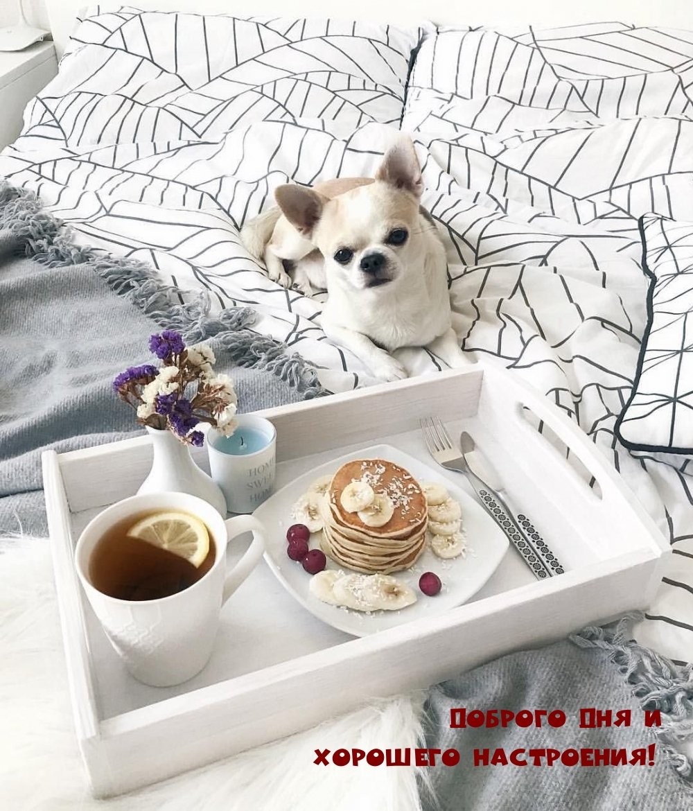 Утро и собачки