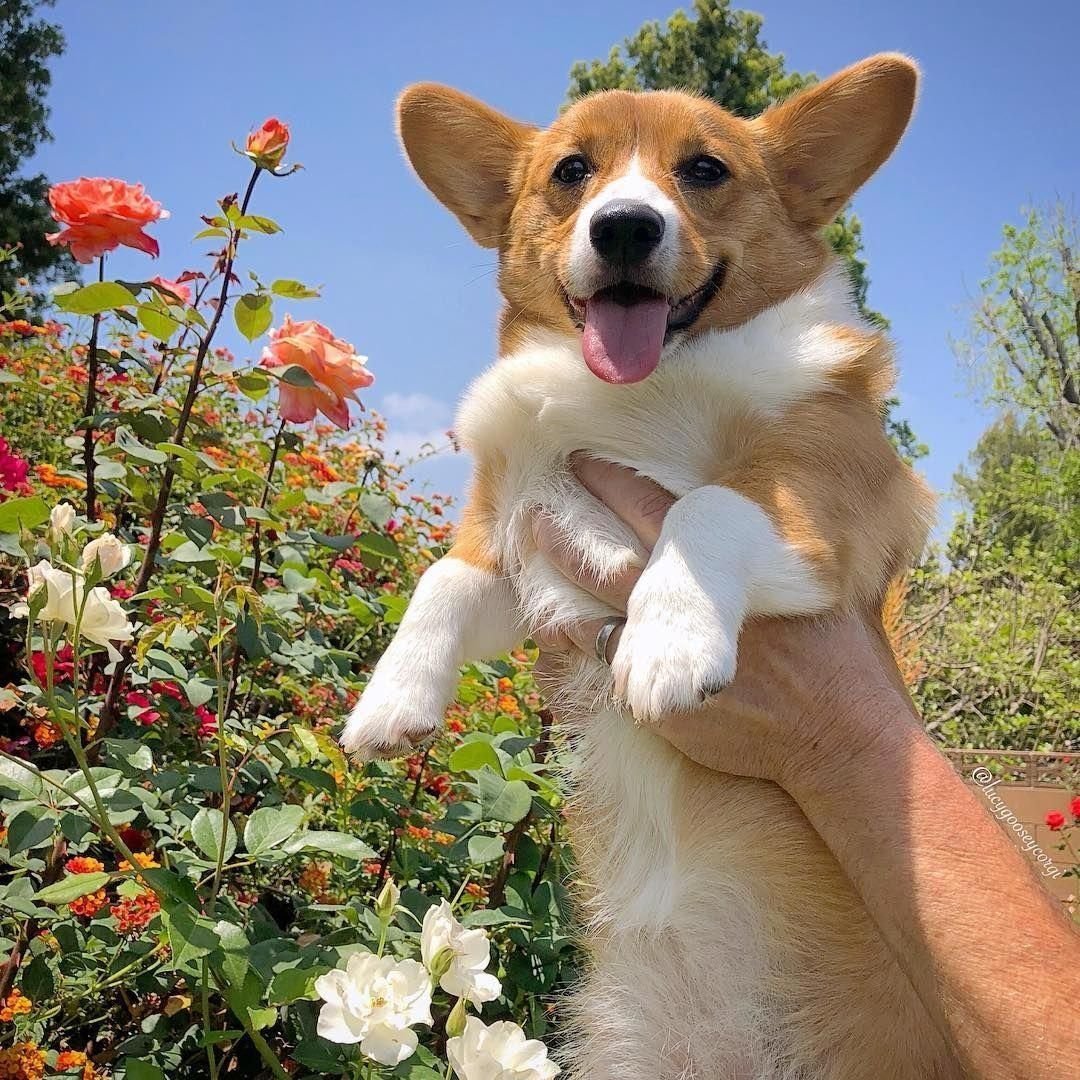 Вельш корги спаниель