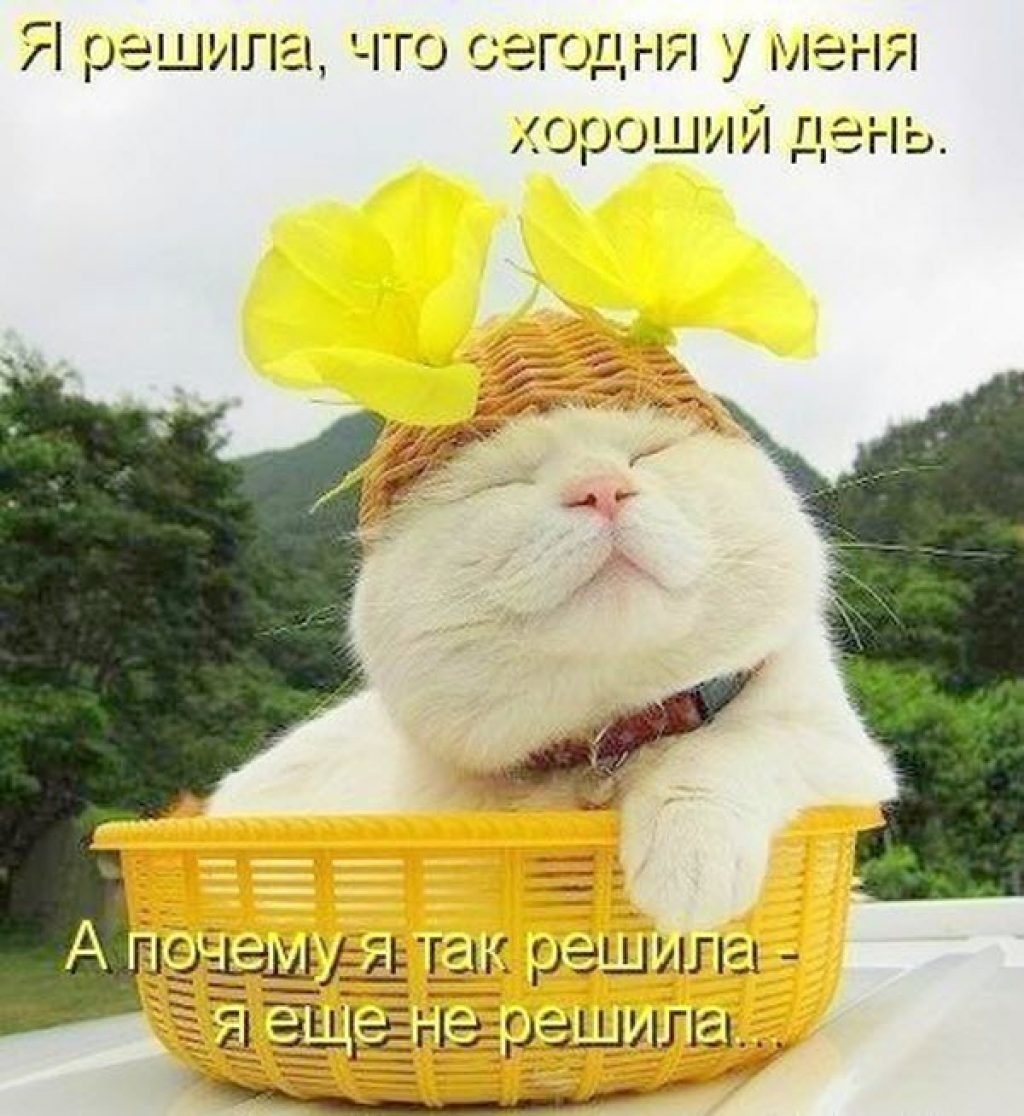 Хорошего дня прикольные