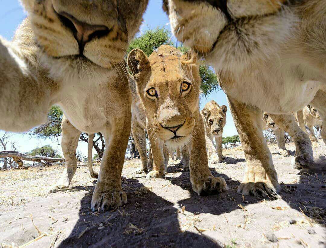 Селфи со львом