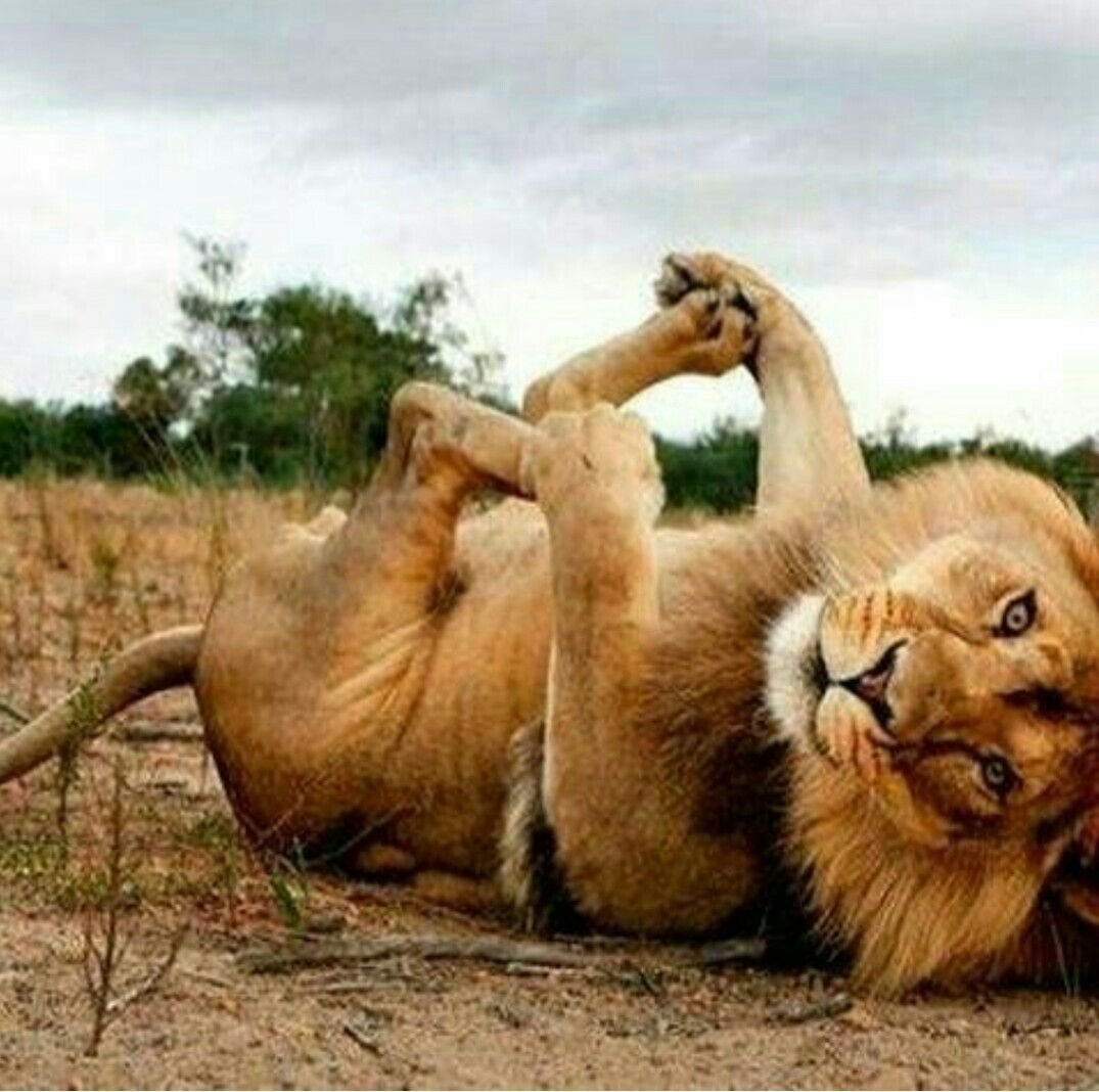 Счастливый Лев