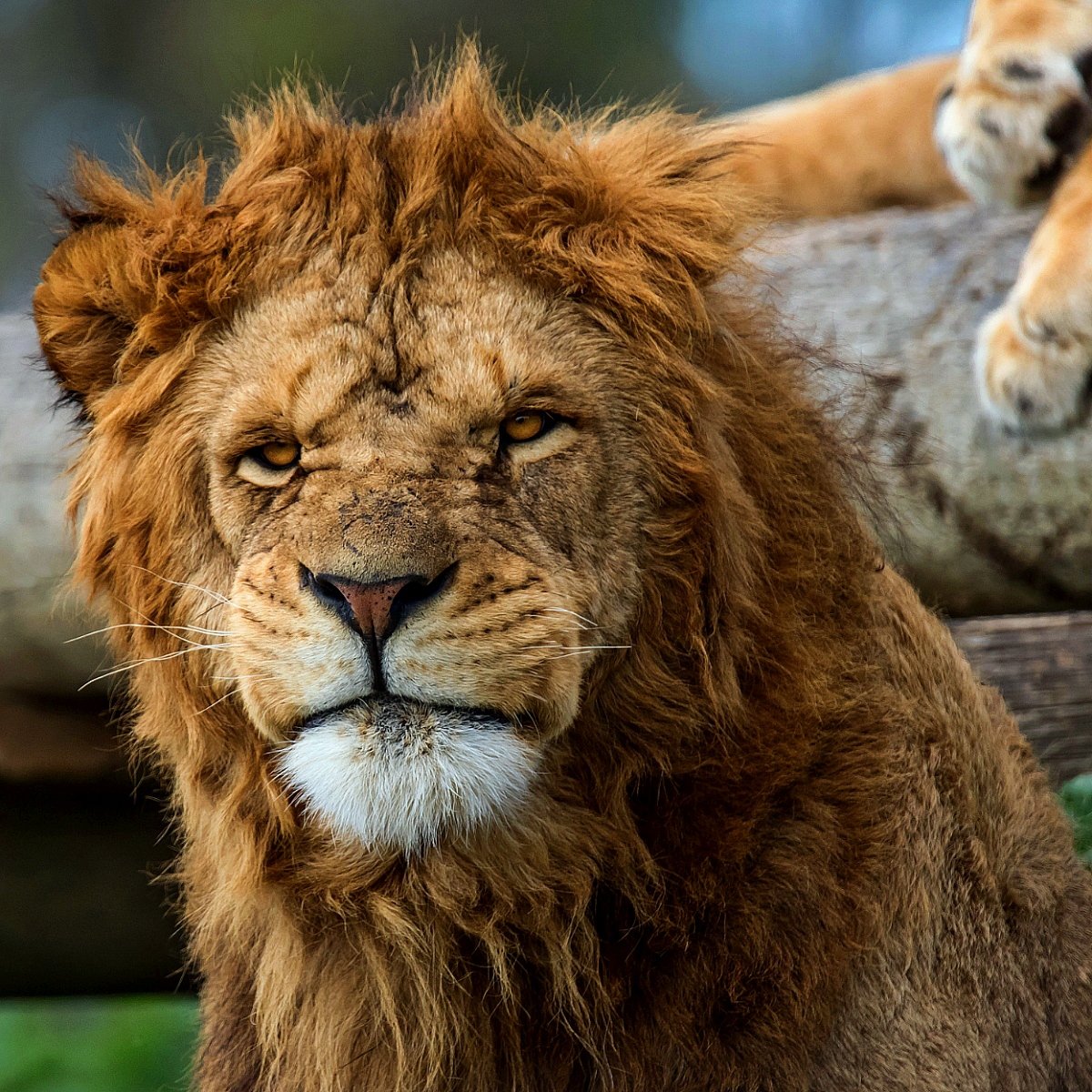 Лохматый Лев