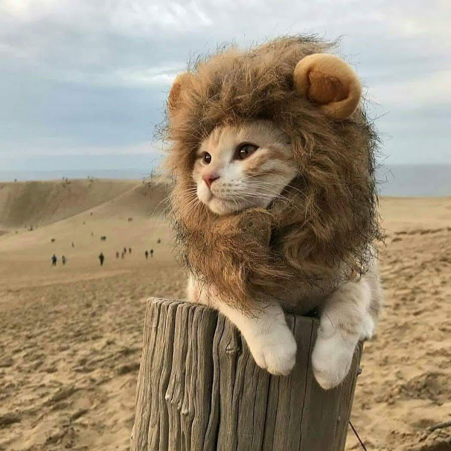 Львиная грива для кота