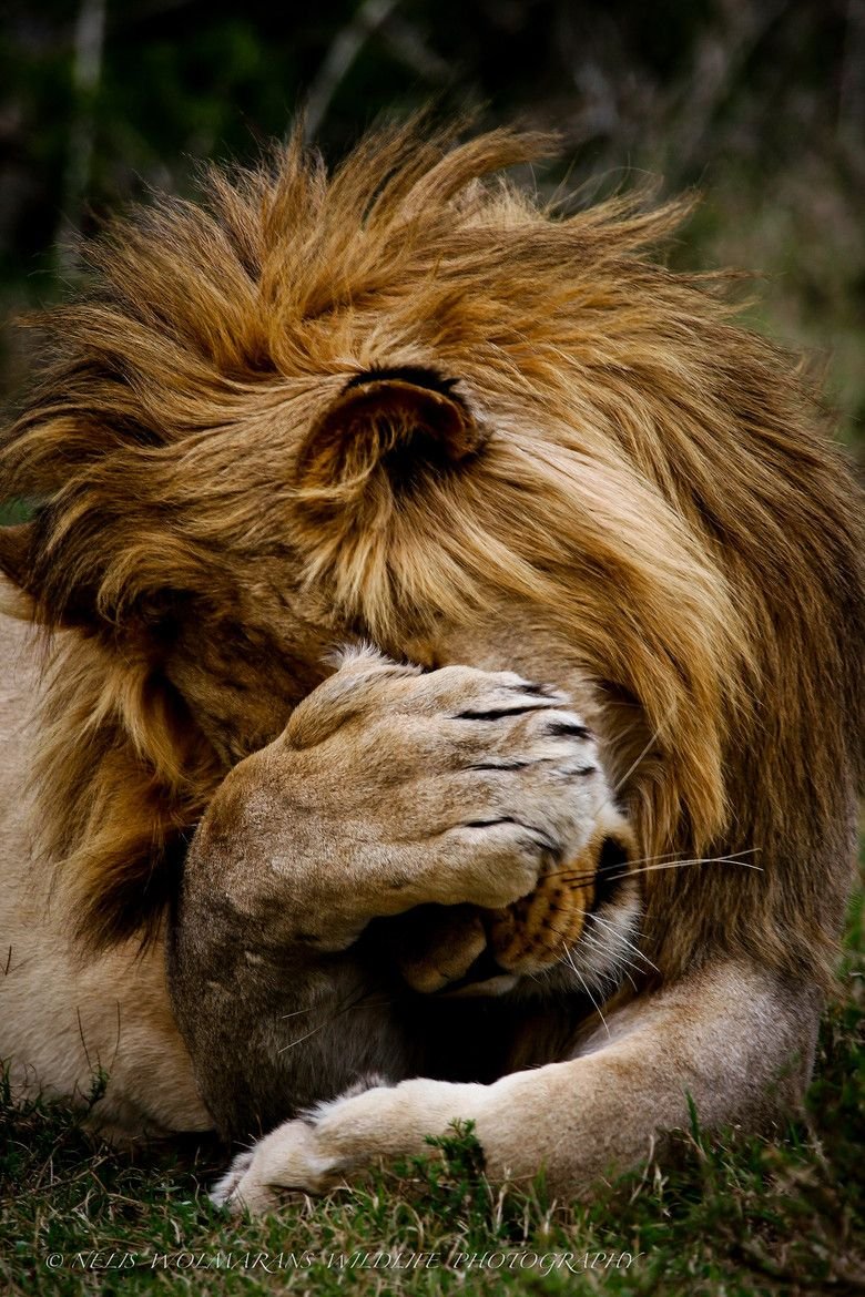 Лев спокойно