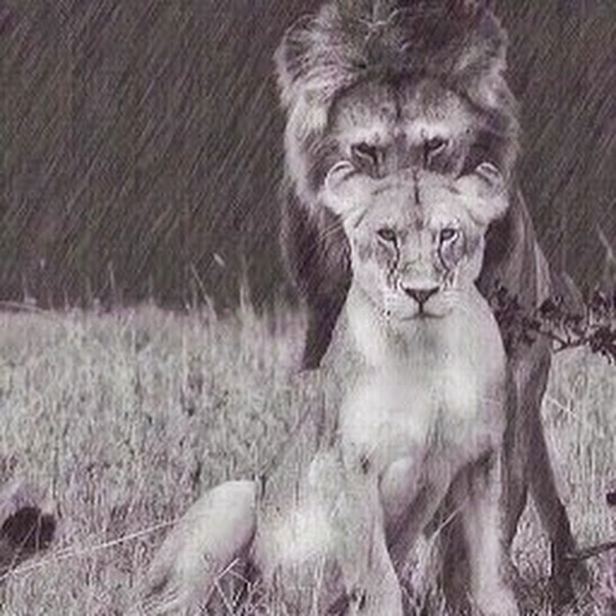 Лев за спиной львицы