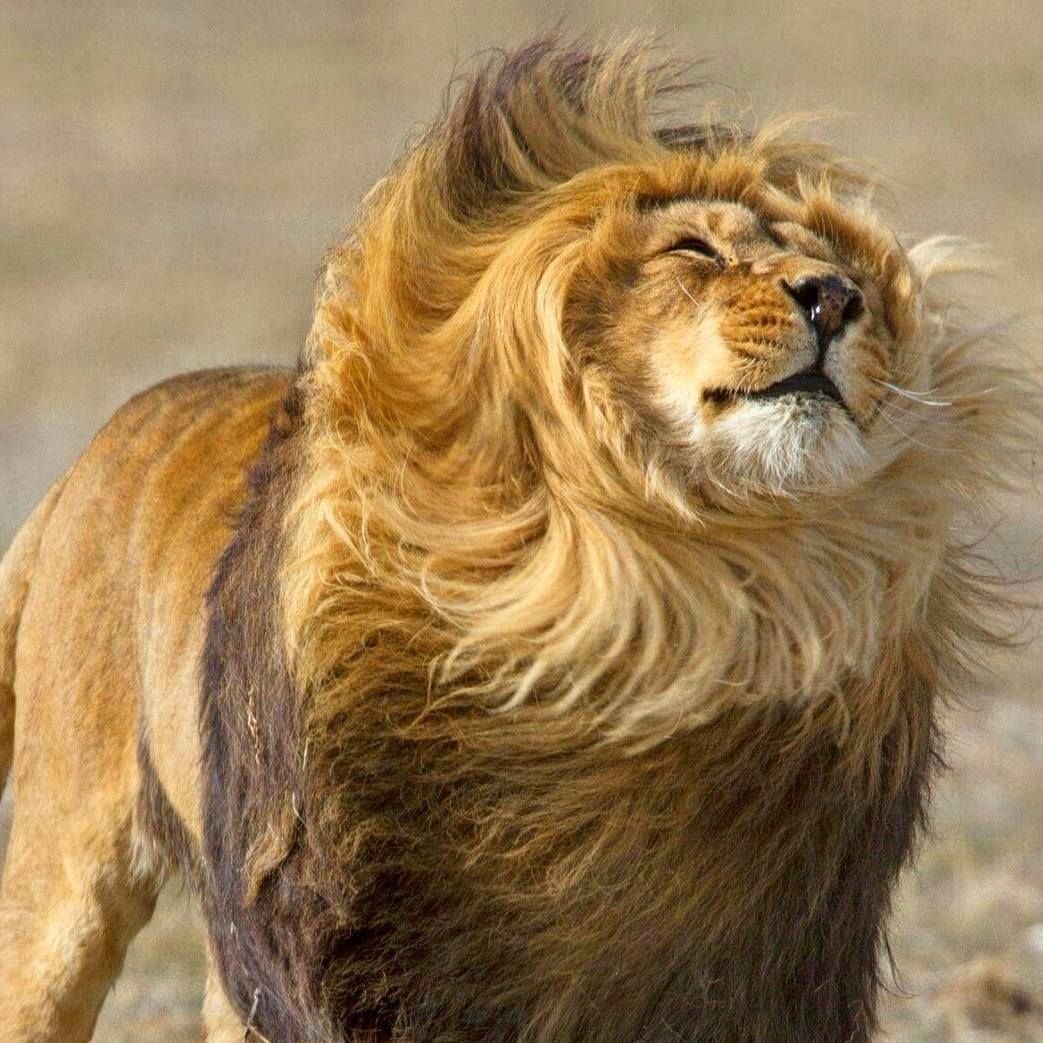 Лохматый Лев