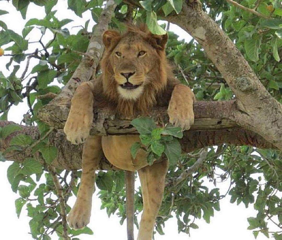Лев и ветка