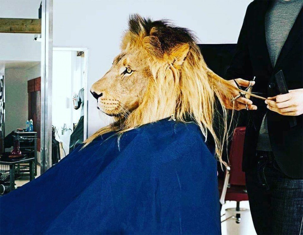 Прическа грива Льва