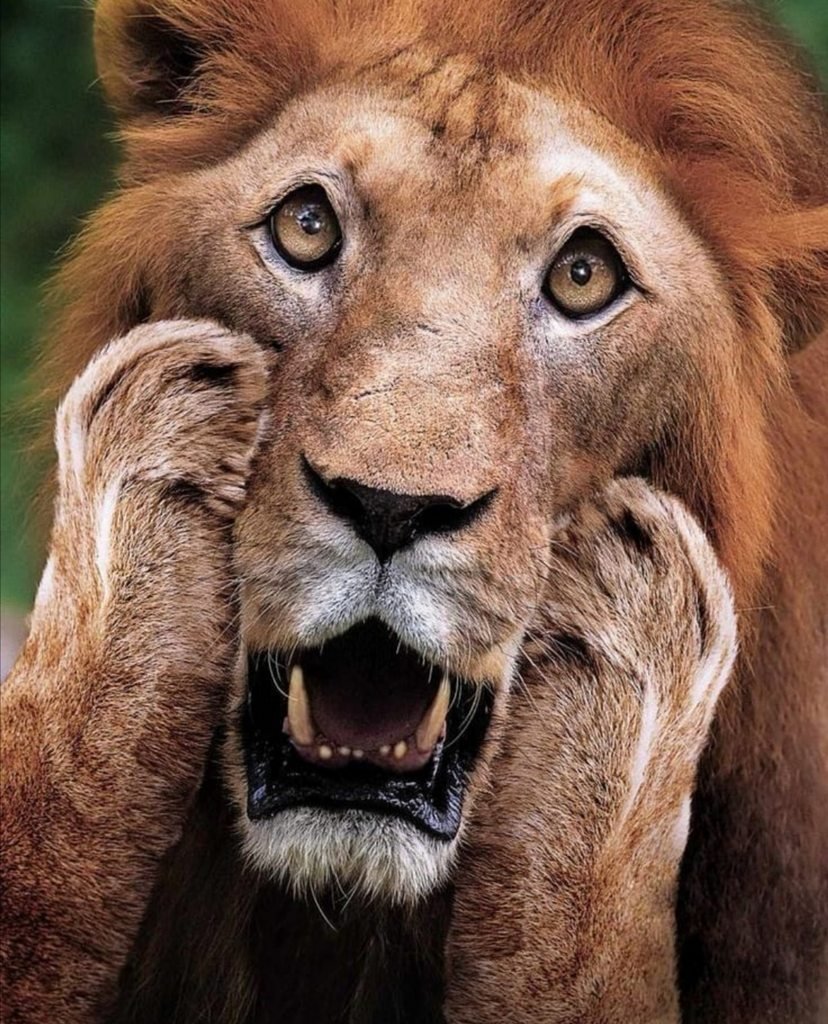 Удивленный Лев