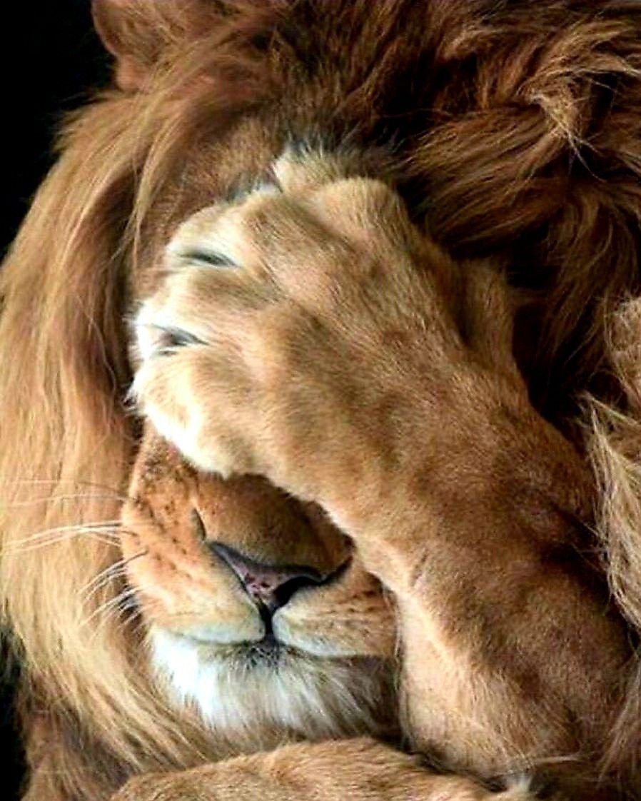 Львица с закрытыми глазами