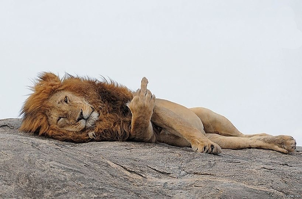Уставший Лев