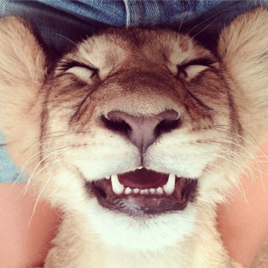 Львица улыбается