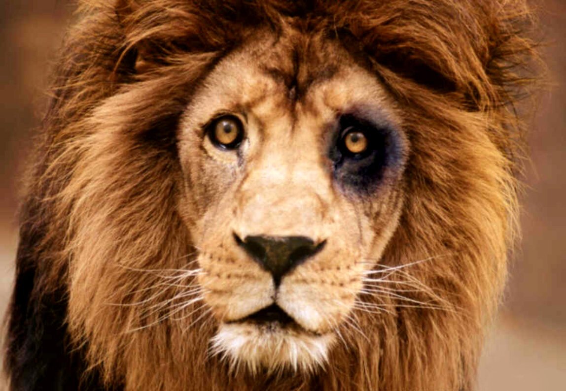 Лев с подбитым глазом