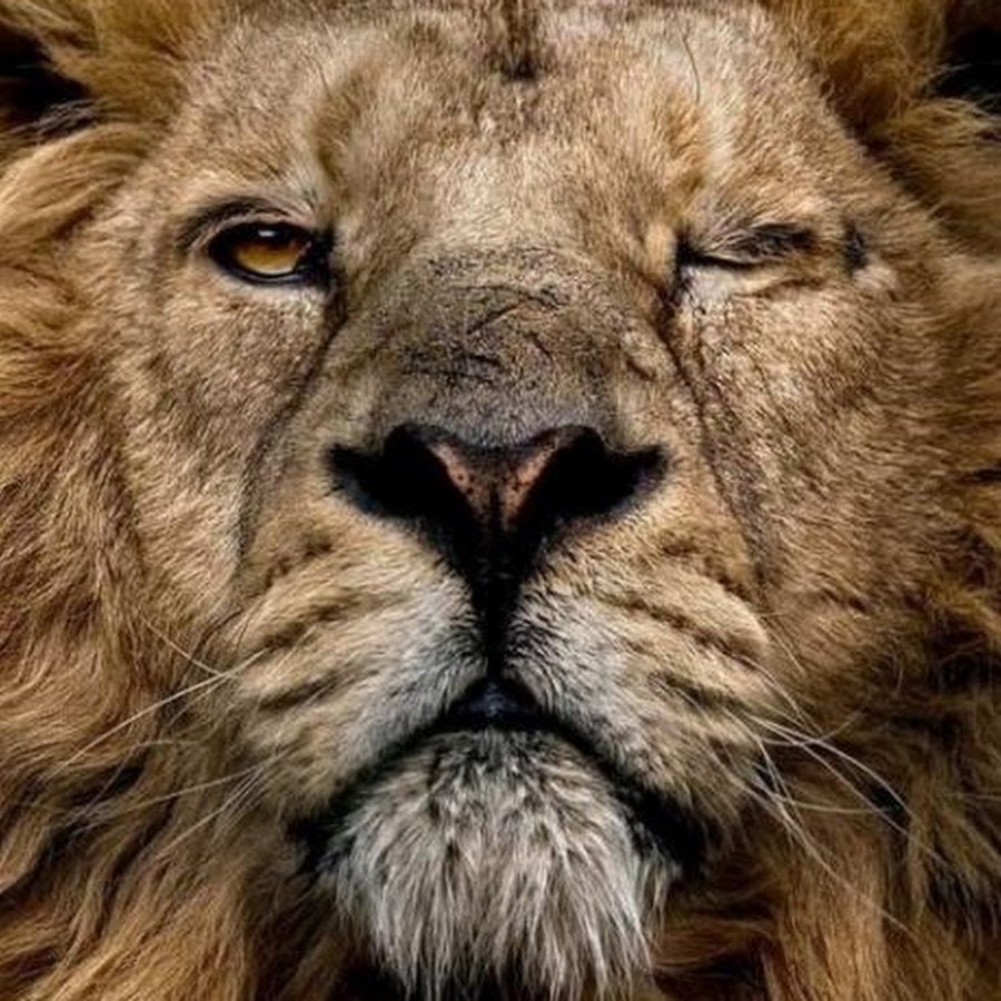 Прежде чем сравнивать себя со львами волками