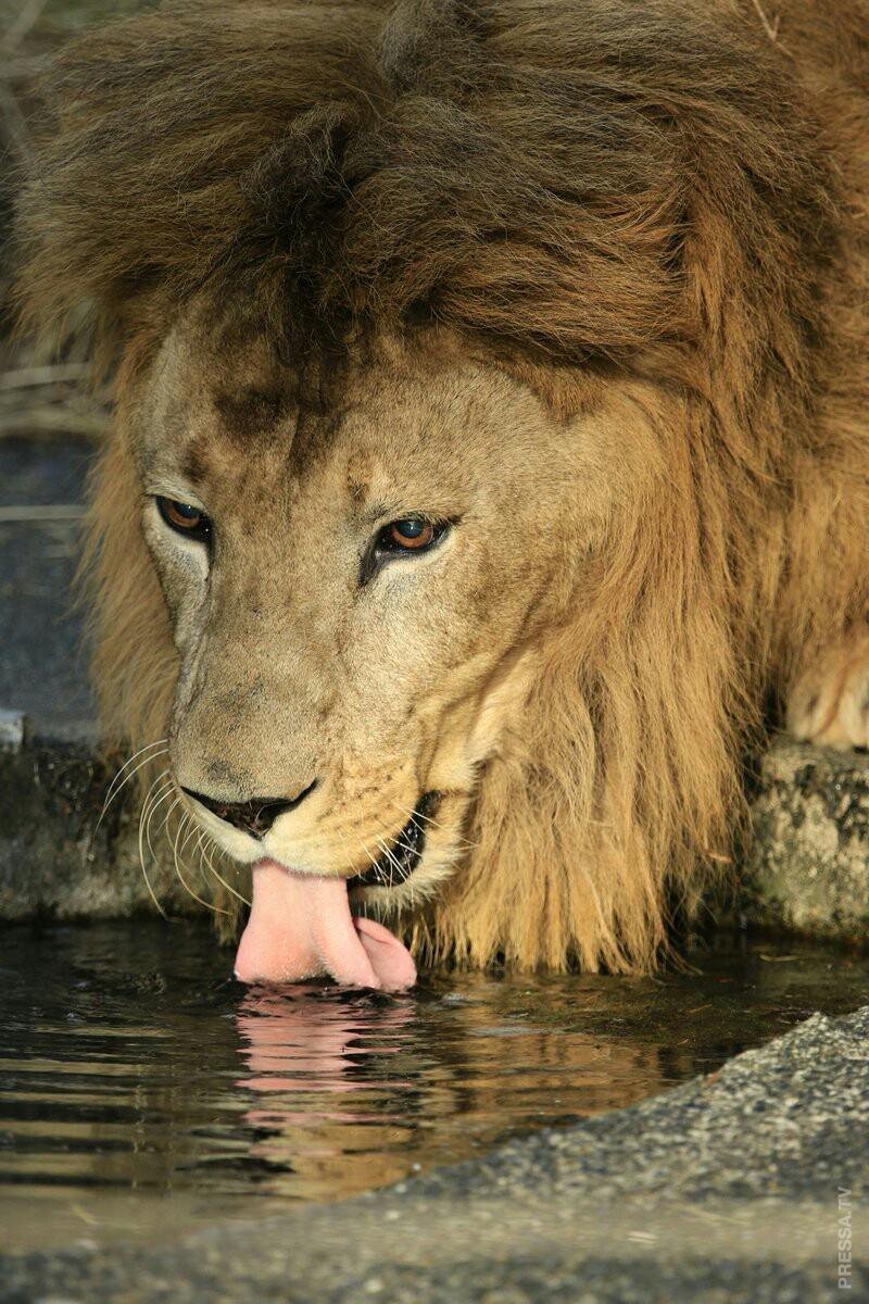 Смешной Лев