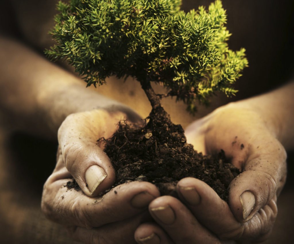 Забота о деревьях