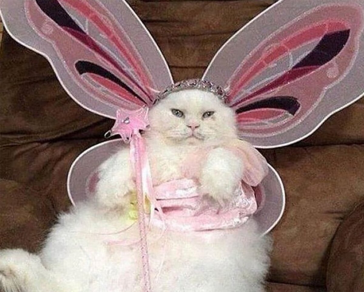 Кот в костюме феи