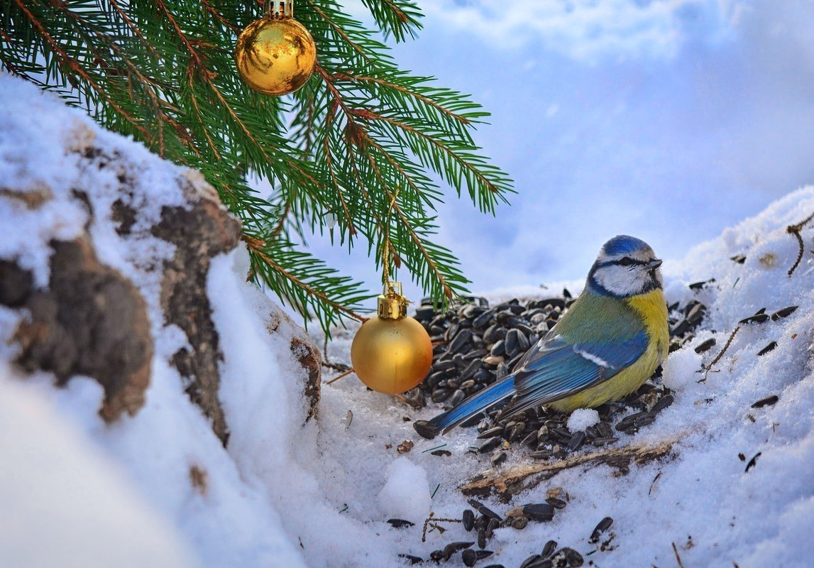 Синица зимой