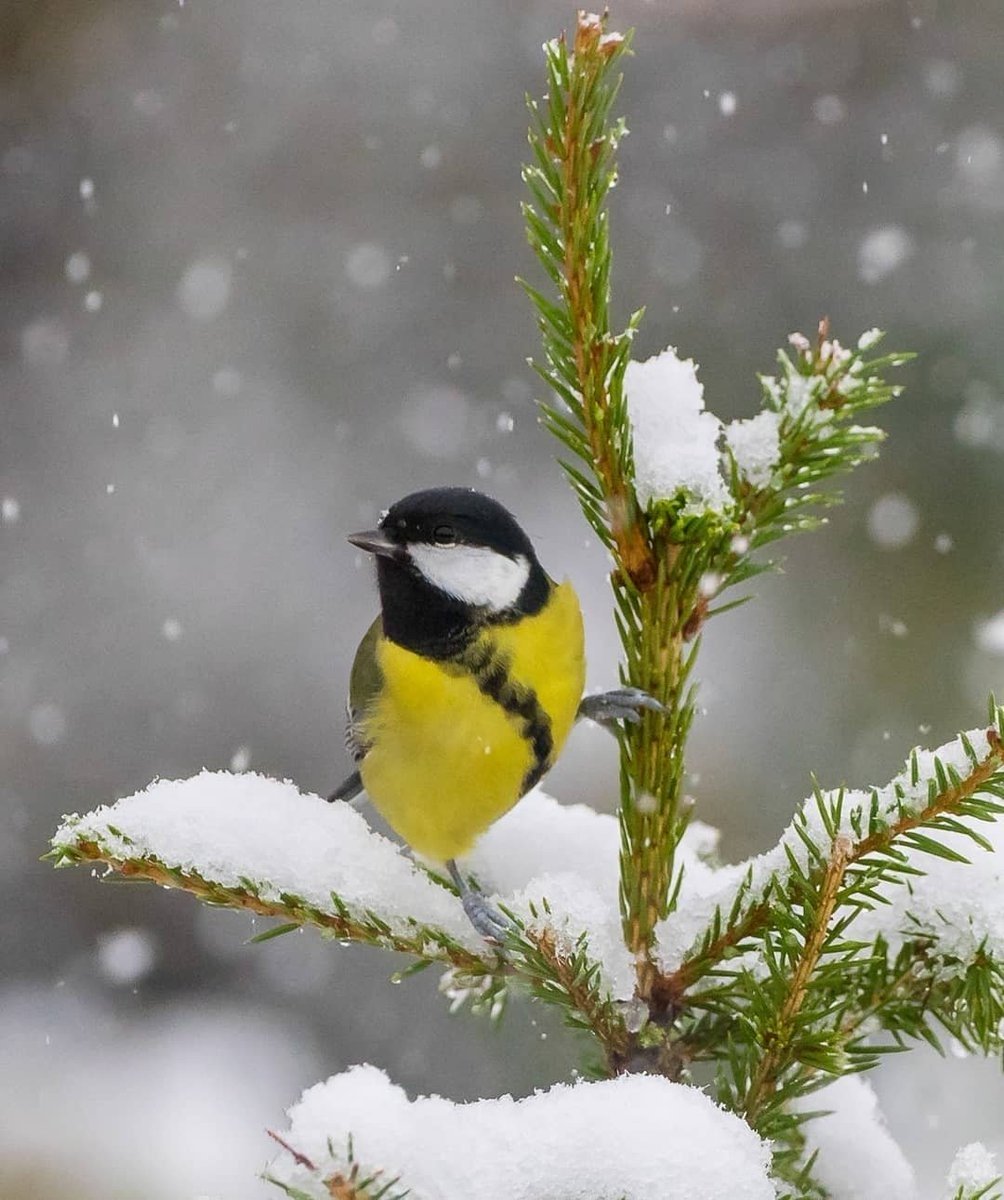 Зимующие синицы