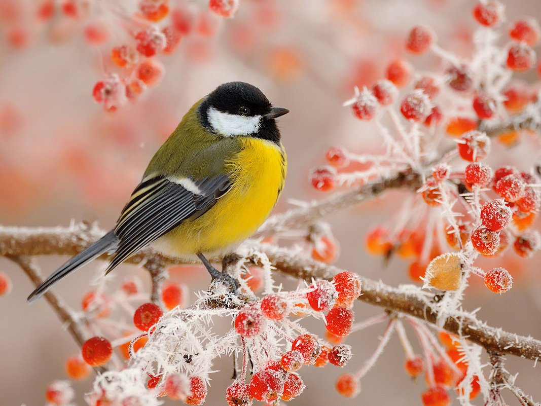 Синички зимой
