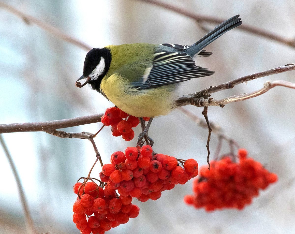 Синичка красная