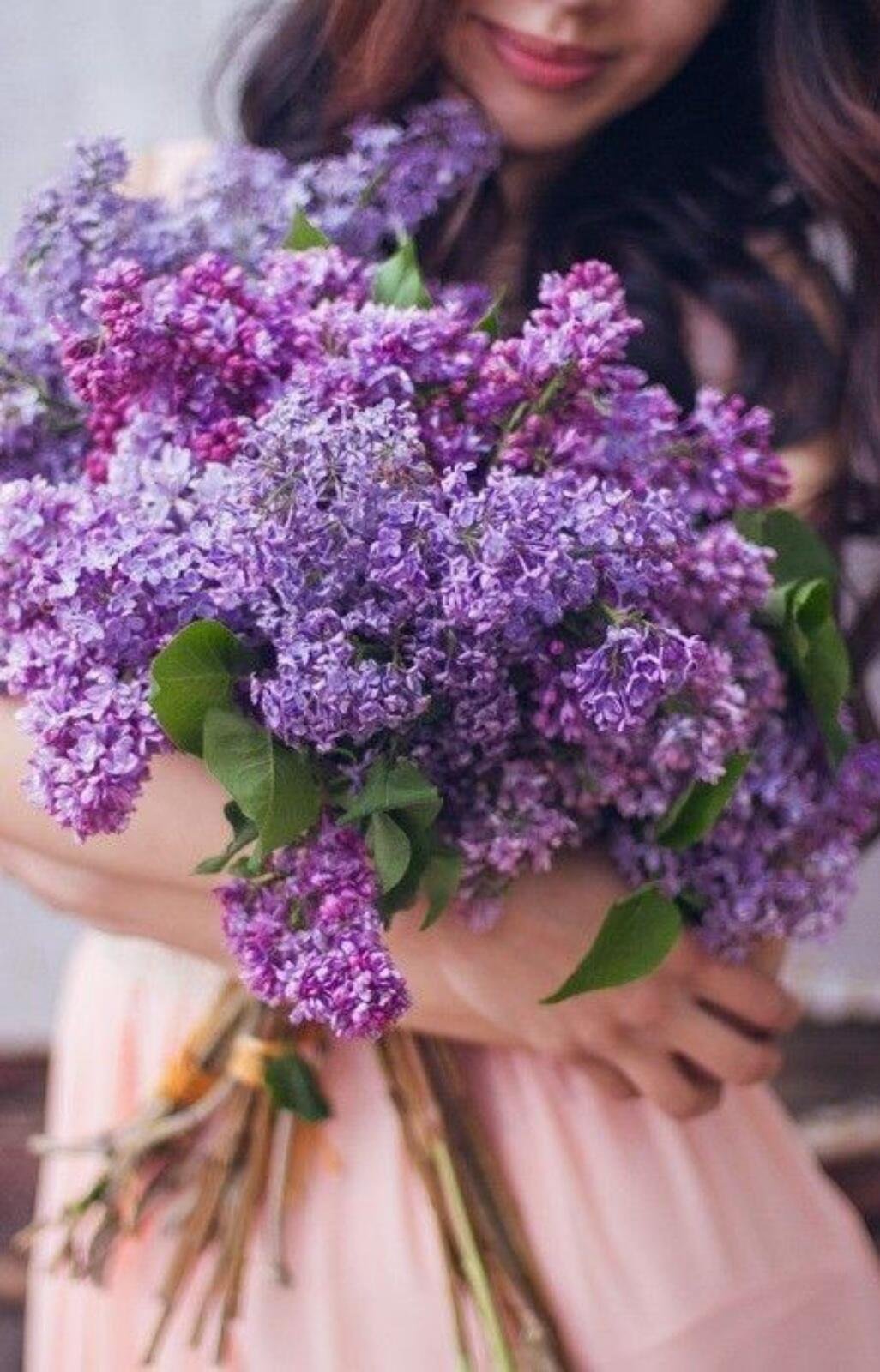 Охапка сирени фото