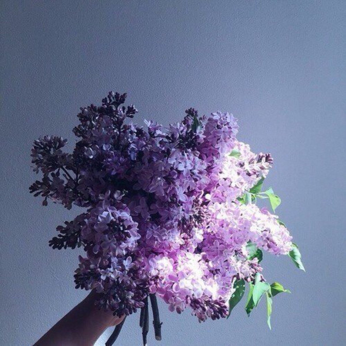 Эстетика цветов сирень