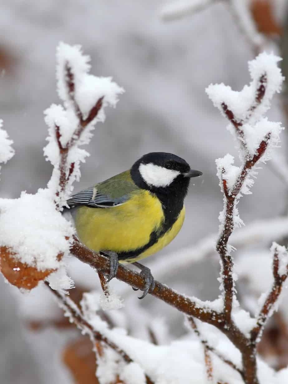 Зимующие птицы синица