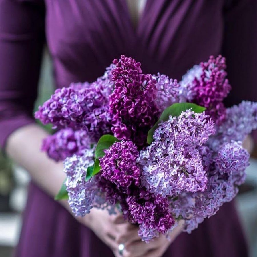 Букет сирени в бумаге в руках