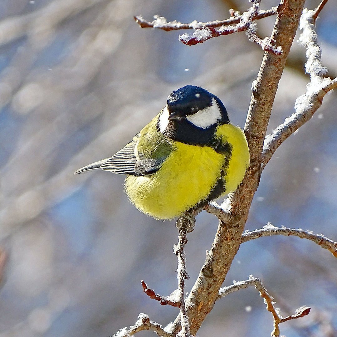 Синички зимой