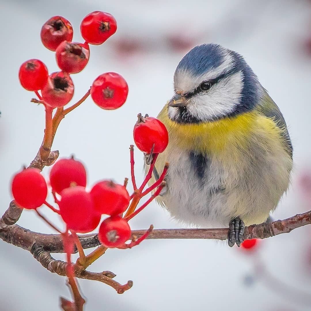 Синичка и Снегирь