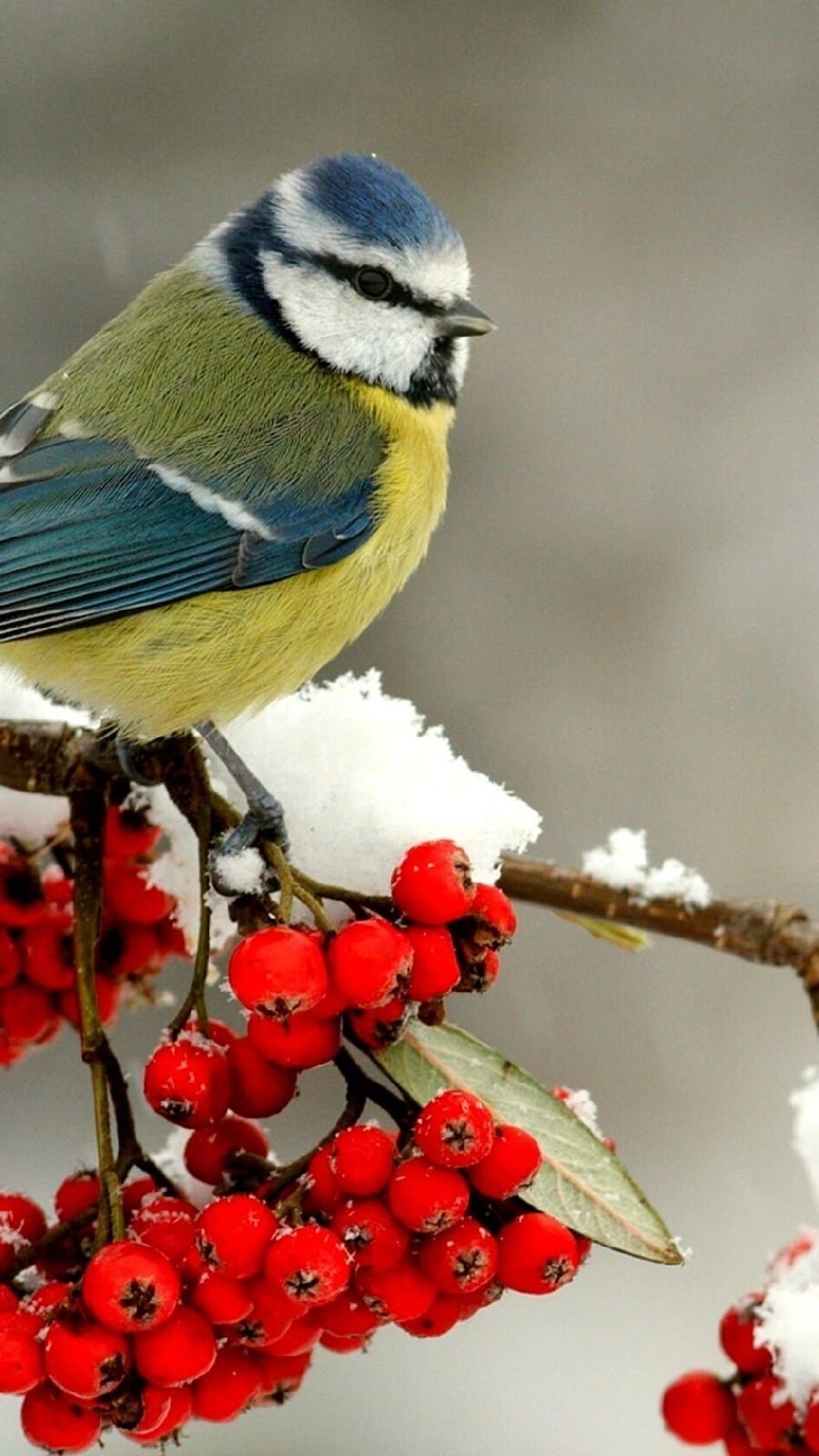 Желтогрудый Снегирь