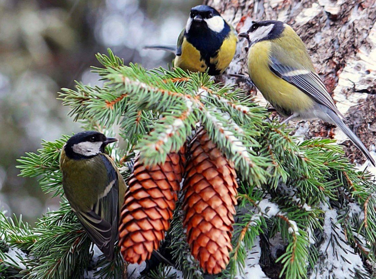 Синичка на елке